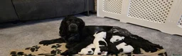 Cocker Spaniel dogs for sale: COCKER SPANIEL PUPPIES FOR SALE  in Crawley - Advert 1