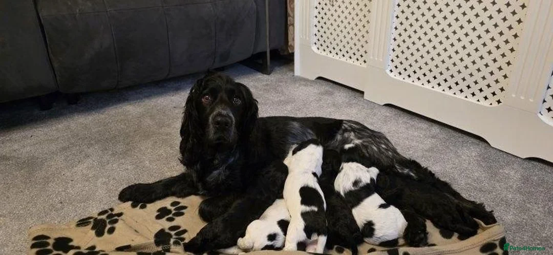 Cocker Spaniel dogs for sale: COCKER SPANIEL PUPPIES FOR SALE  in Crawley - Advert 1