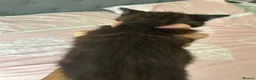 Mixed Breed cats for sale: 3 Kittens ready now  - Advert 7