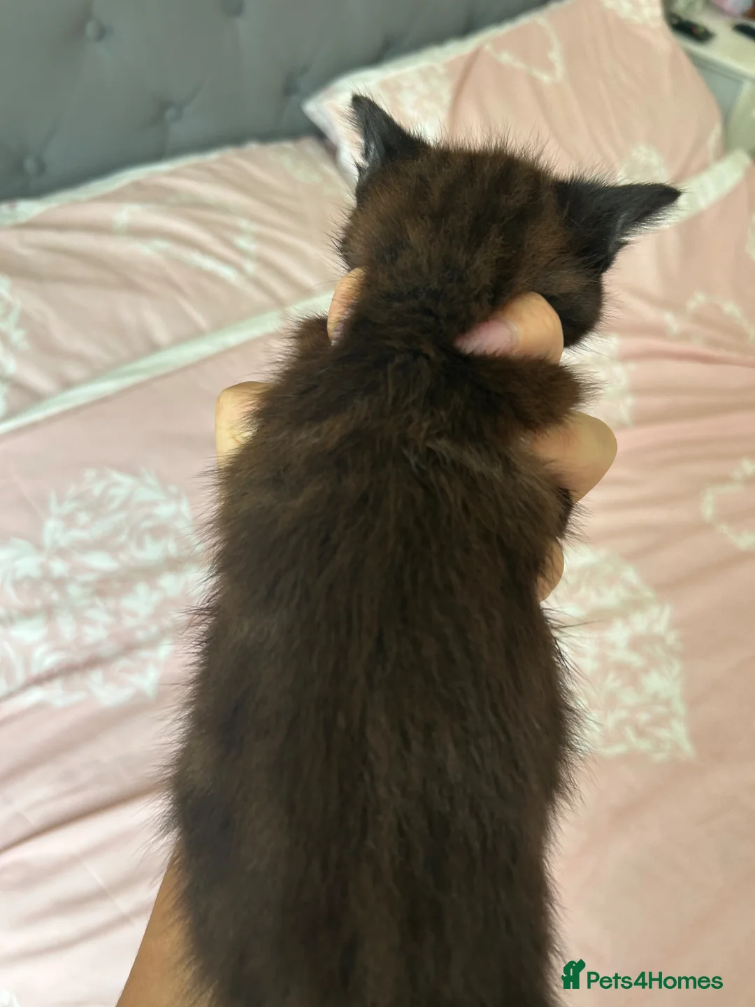 Mixed Breed cats for sale: 3 Kittens ready now  - Advert 7