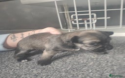 Mixed Breed dogs for sale: Mixed breed male pups - Image 2