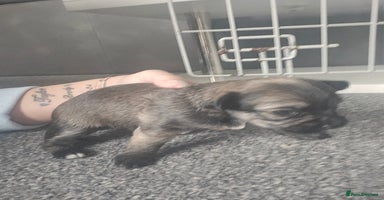 Mixed Breed dogs Mixed breed male pups - Advert 15