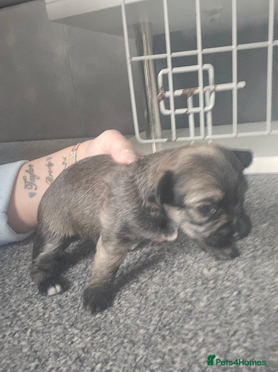 Mixed Breed dogs for sale: Mixed breed male pups - Image 2