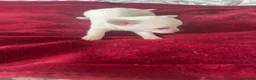 Chihuahua dogs for sale: Puppies for sale - Advert 4