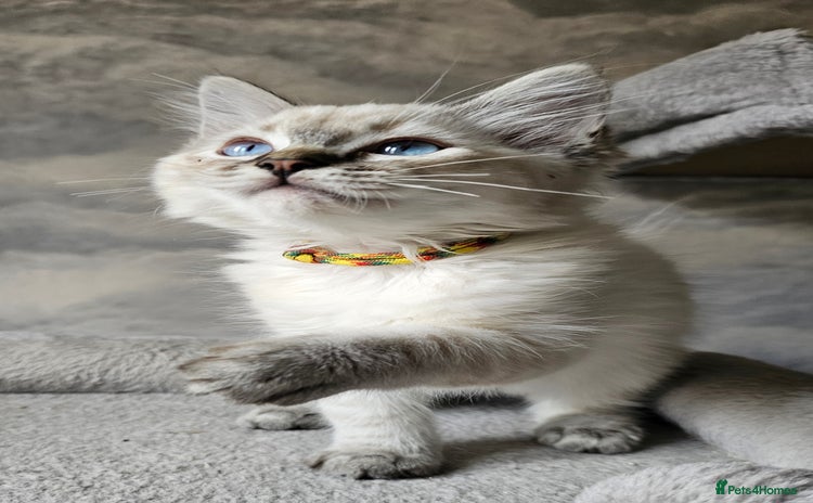Ragdoll cats - Advert 13