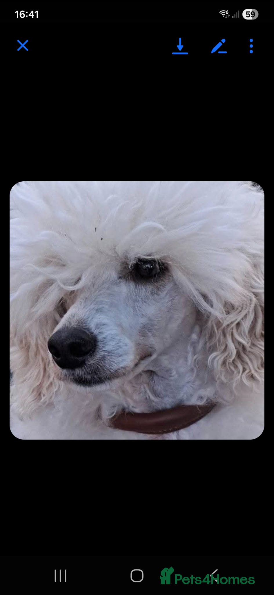 Miniature Poodle dogs White miniature poodle - Advert 1