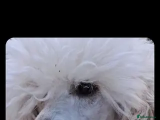 Miniature Poodle dogs White miniature poodle - Advert 13