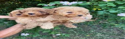 Cavapoo dogs for sale: Cavapoo fantastic! Playful beautiful puppies  - Advert 8