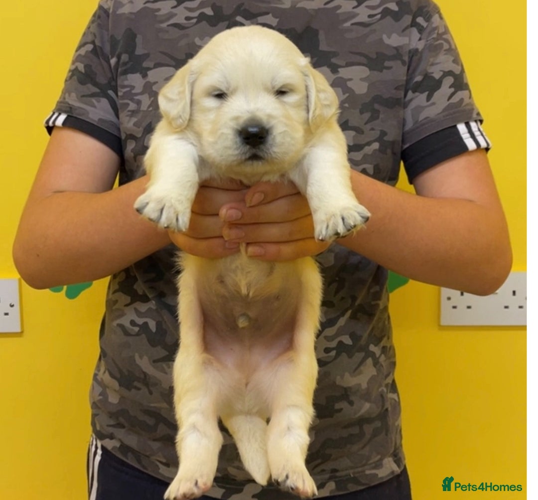 Golden Retriever dogs for sale: Stunning golden retriever puppies for sale  - Advert 15