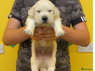 Golden Retriever dogs Stunning golden retriever puppies for sale - Advert 3