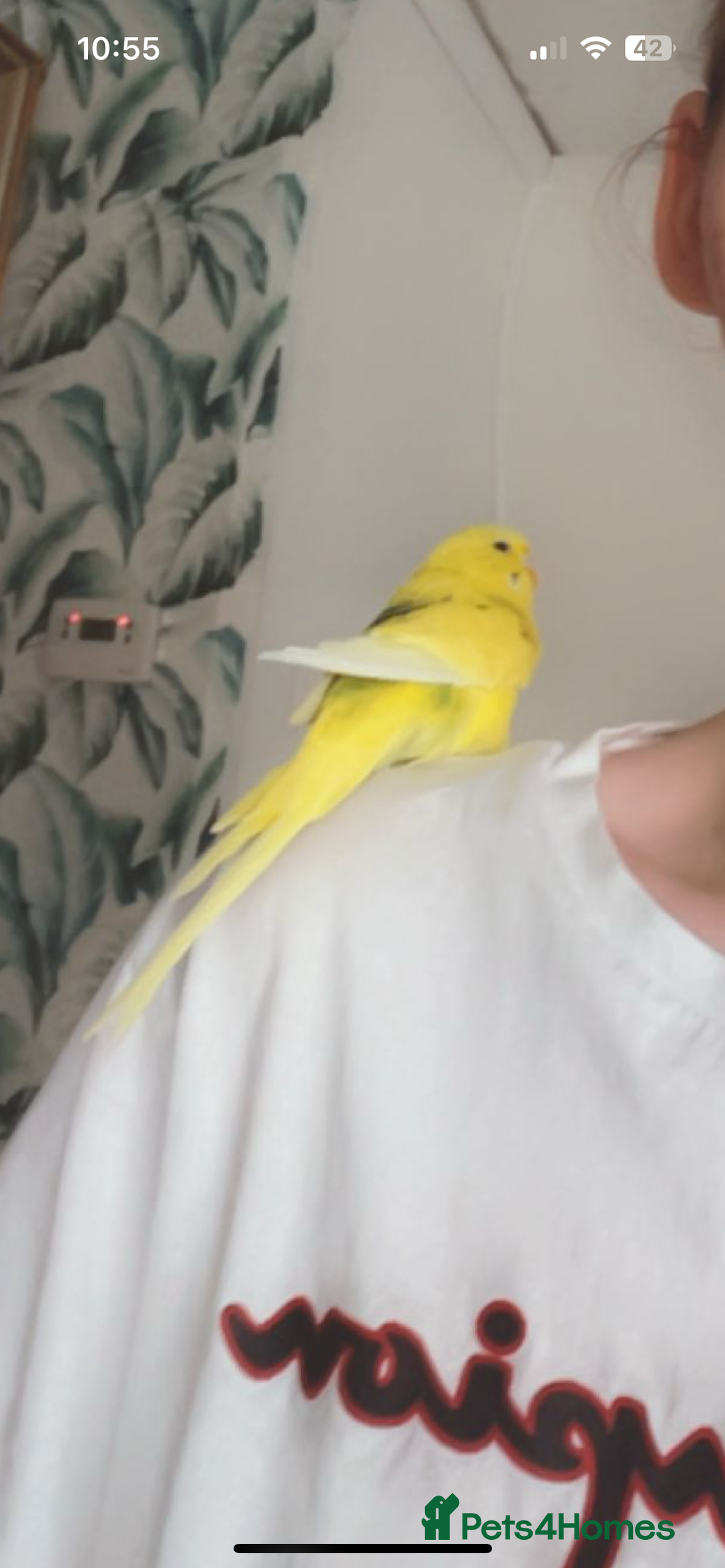 Budgerigars birds for sale: 2 Budgies in need for a new home(read description) - Advert 2