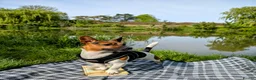 Jack Russell dogs for stud: Jack Russell for stud  - Advert 5