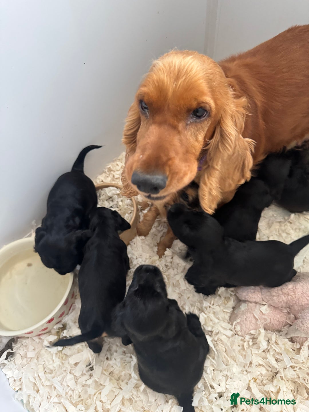 Cocker Spaniel dogs for sale: Cocker Spaniel Puppies - Image 3