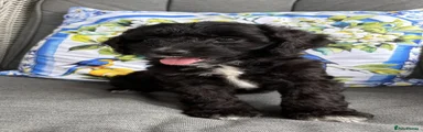 Cockapoo 5