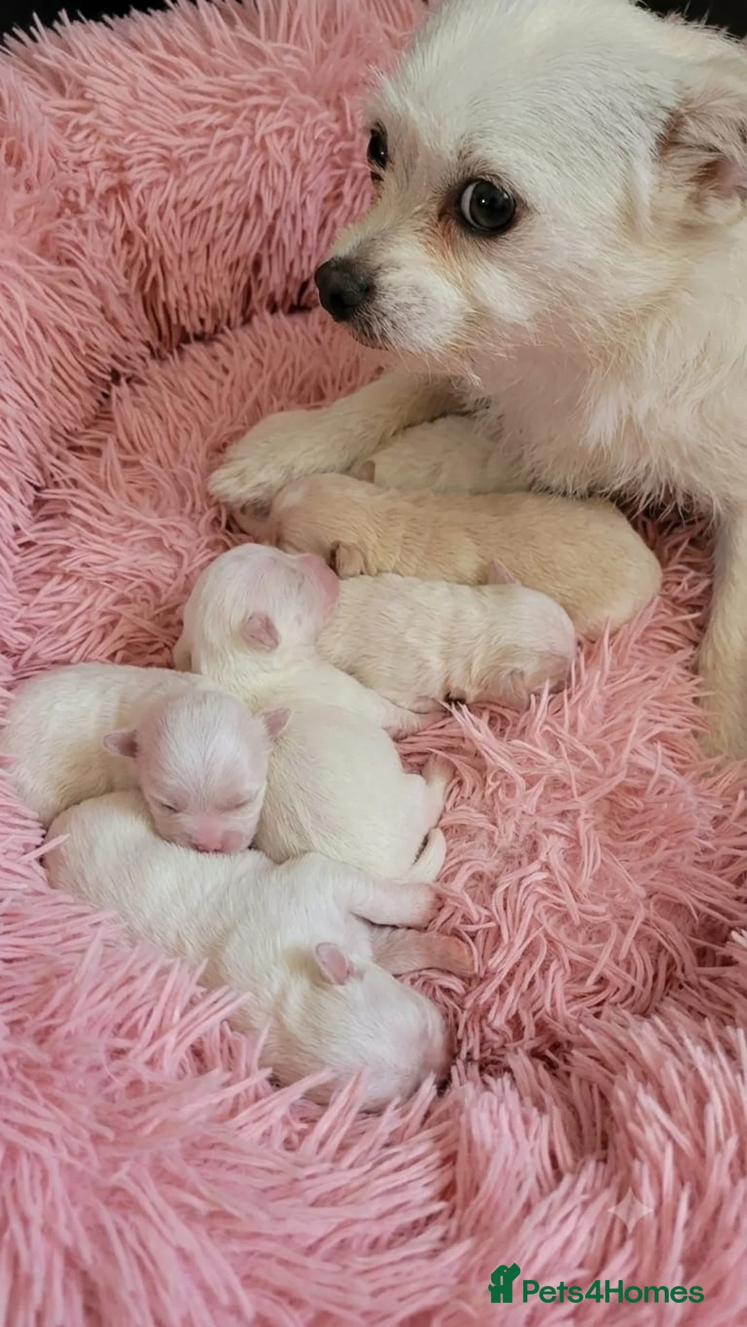 Mixed Breed dogs for sale: MALSHIPOO PUPPIES  - Advert 10