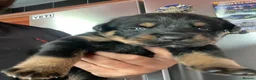 Mixed Breed dogs for sale: Rottweiler x Rottweiler x Akita  - Advert 7