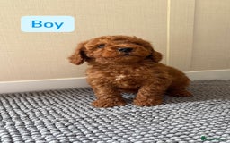 Cockapoo dogs for sale: 6 stunning cockapoo puppies  - Image 3