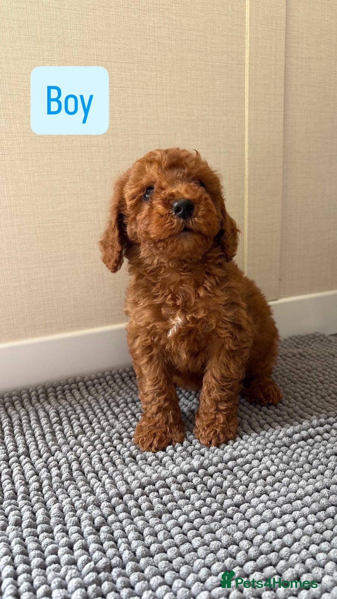 Cockapoo dogs for sale: 6 stunning cockapoo puppies  - Image 3