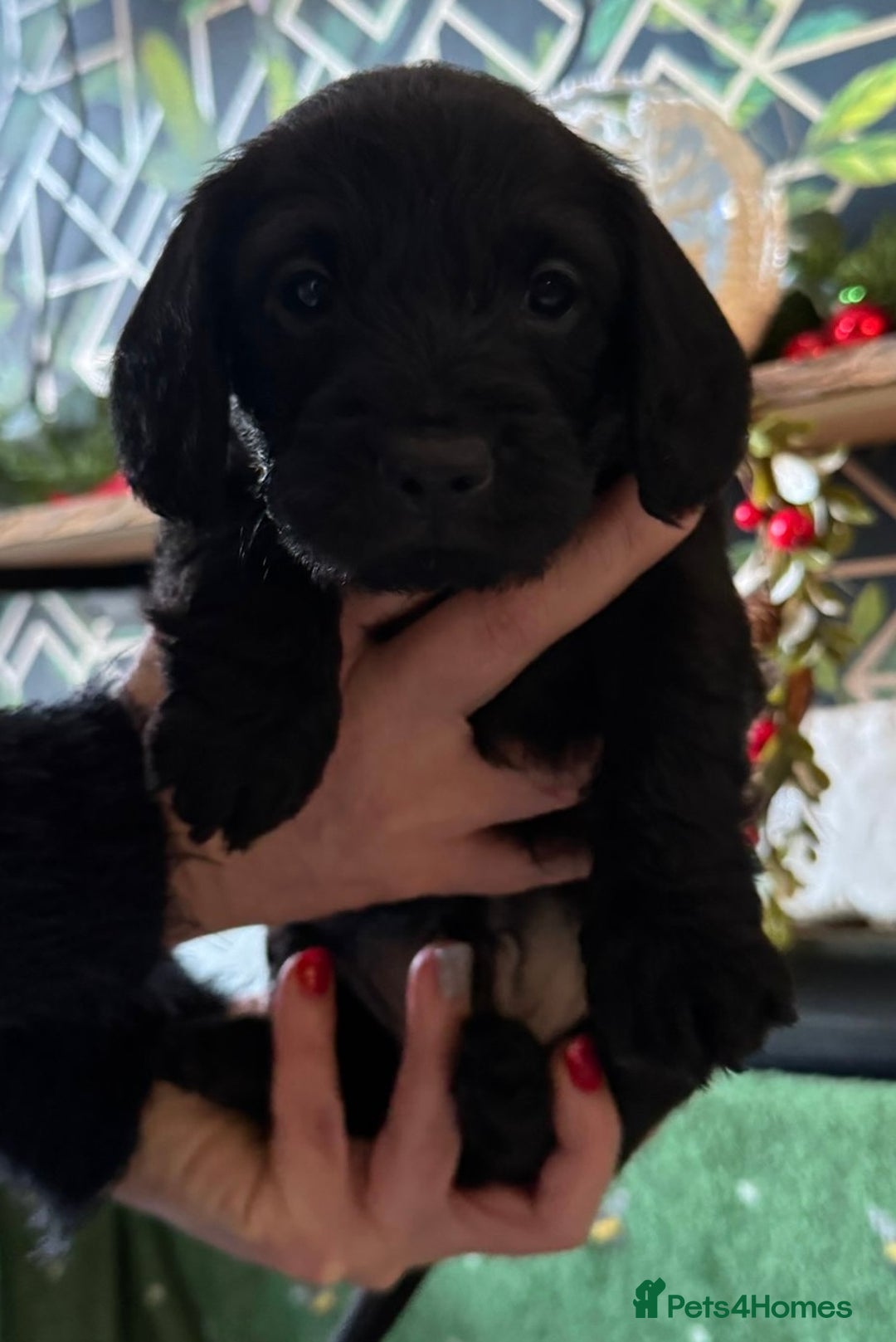 Doxiepoo dogs for sale: Beautiful Doxipoo puppies  - Advert 4