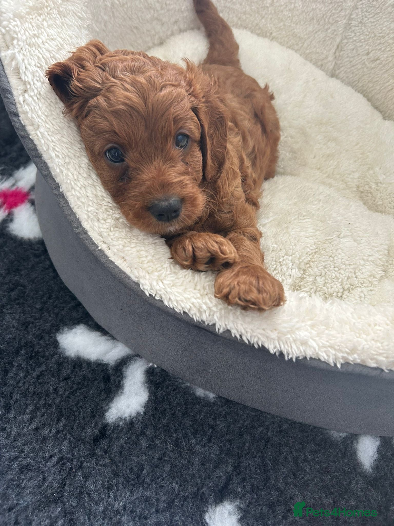 Cavapoo dogs PERFECTION🐾Health Looks Character  - Advert 6