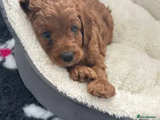 Cavapoo dogs PERFECTION🐾Health Looks Character - Advert 6
