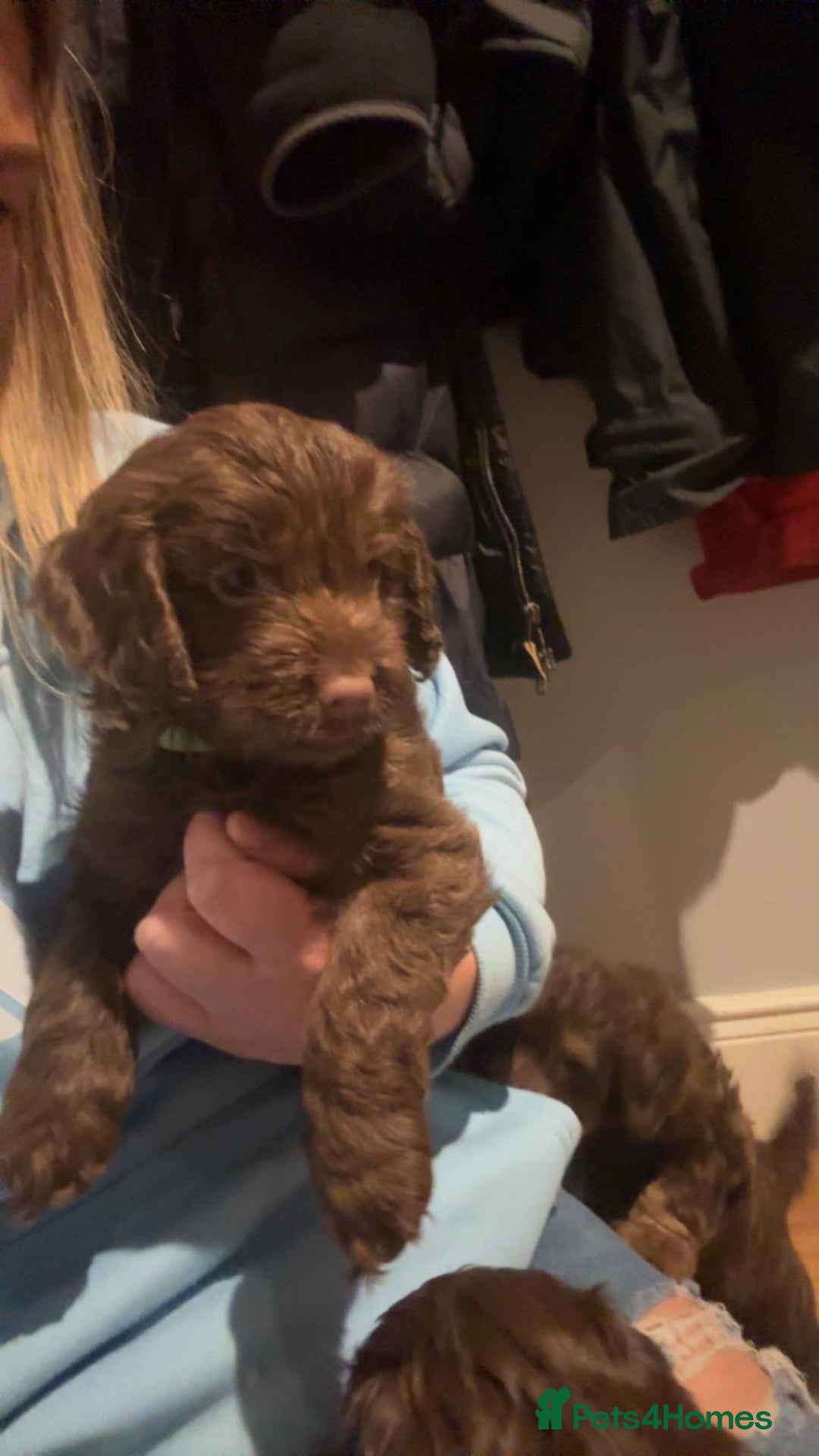 Cockapoo dogs for sale: 2 boys available  - Advert 3