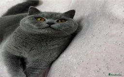 British Shorthair cats for sale: 1 year old british shorthair girl - Image 1