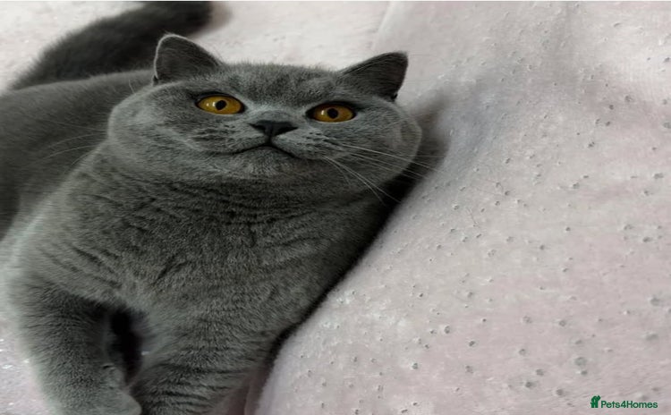 British Shorthair cats - Advert 2
