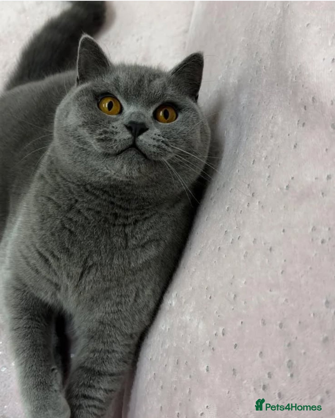 British Shorthair cats for sale: 1 year old british shorthair girl - Image 1