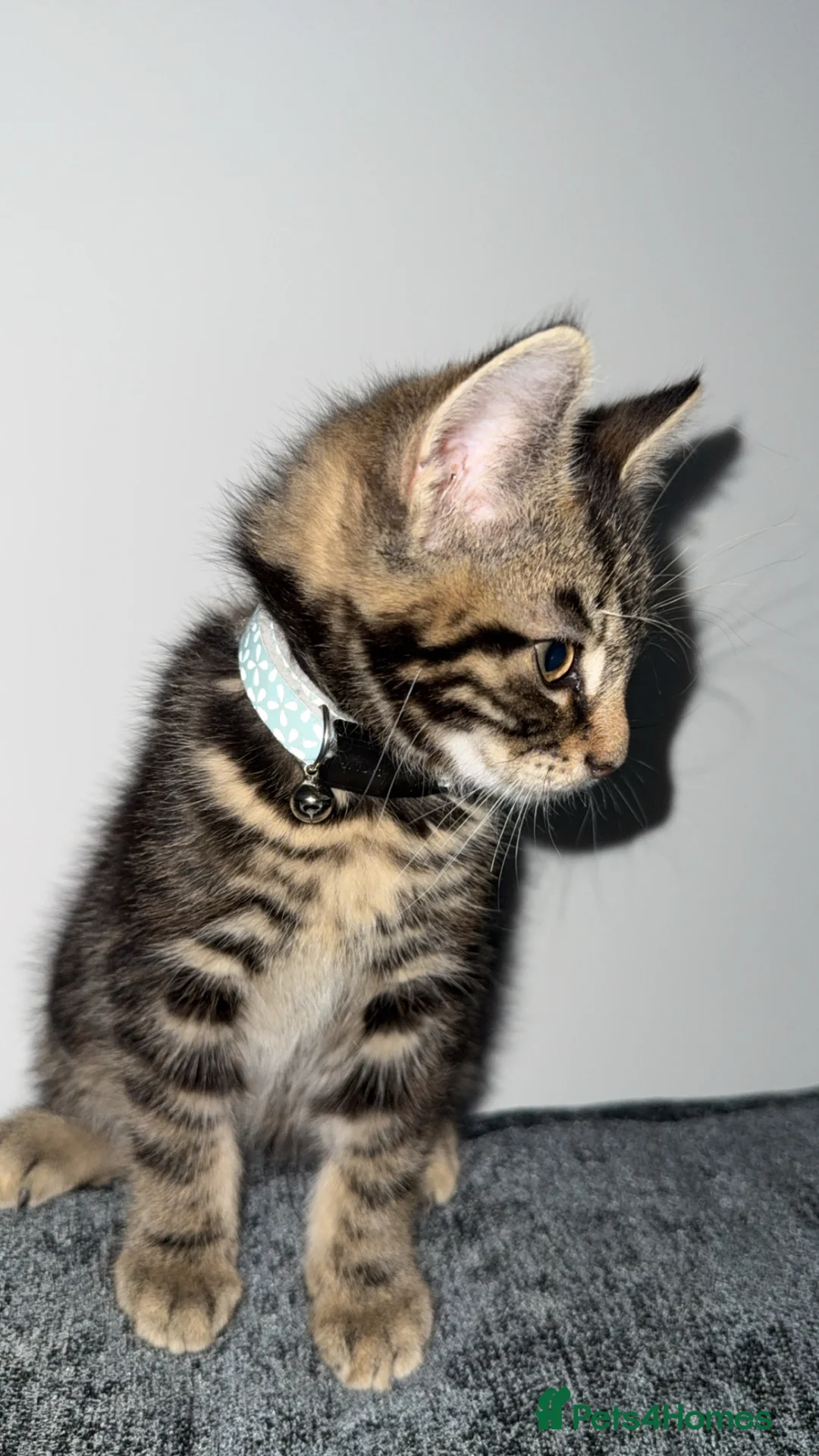British Shorthair cats for sale: Tabby Kitten  in High Wycombe - Advert 2