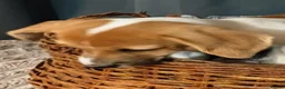 Jack Russell dogs for sale: Adorable Jack Russel Puppies  - Advert 21