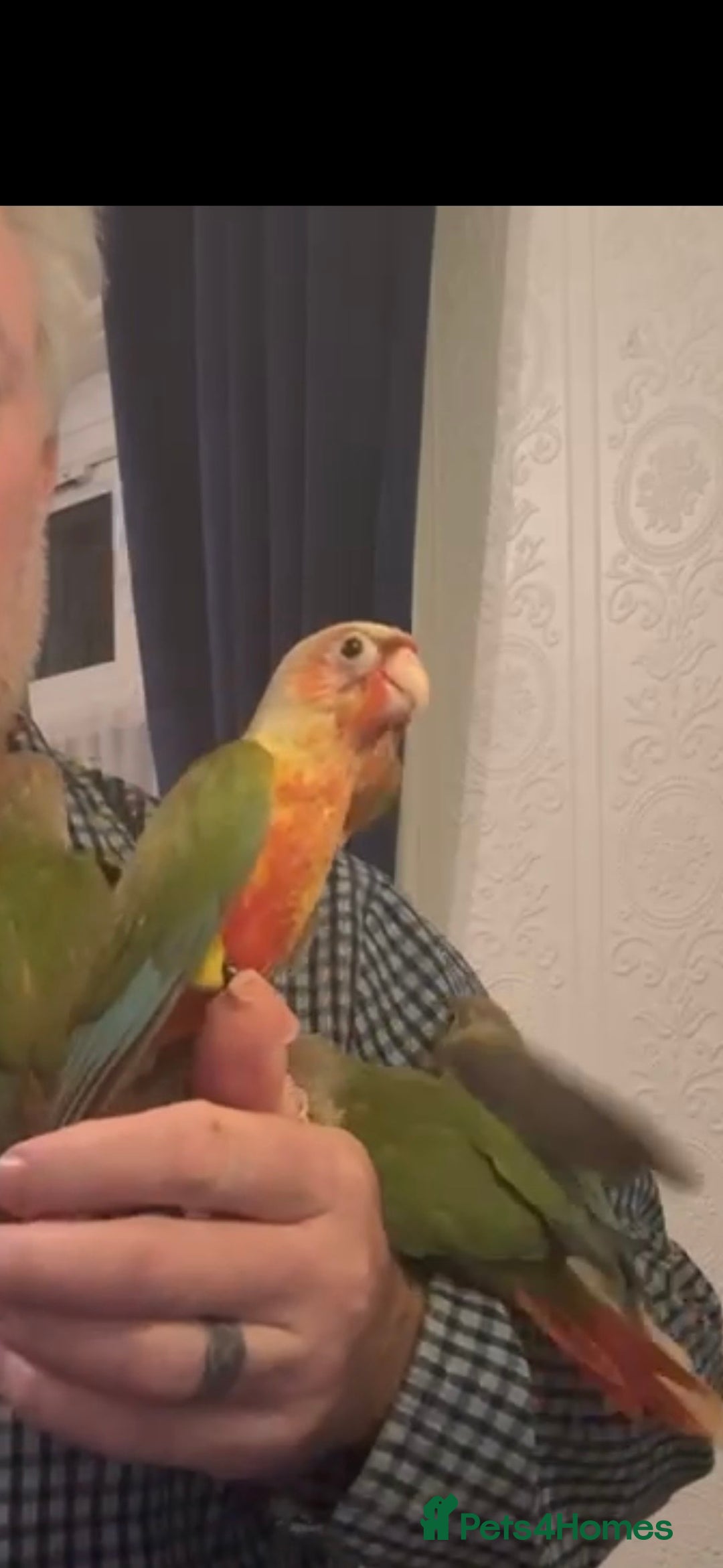 Conures birds for sale: Hand reared baby conures - Advert 1