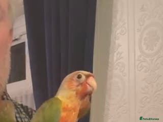 Conures birds Hand reared baby conures - Advert 6