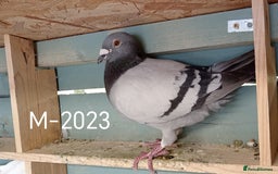 Pigeons birds for sale: Top Racers - Image 13