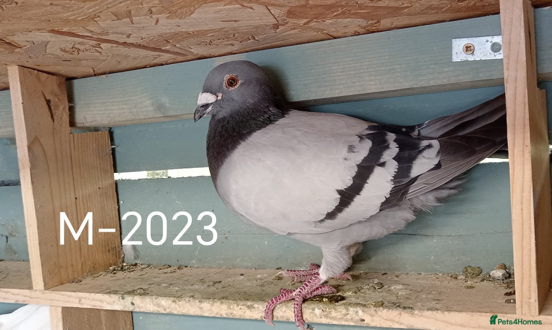Pigeons birds for sale: Top Racers - Image 13