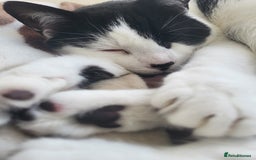 Domestic Shorthair cats for sale: Fluffy boy Oreo - Advert 6