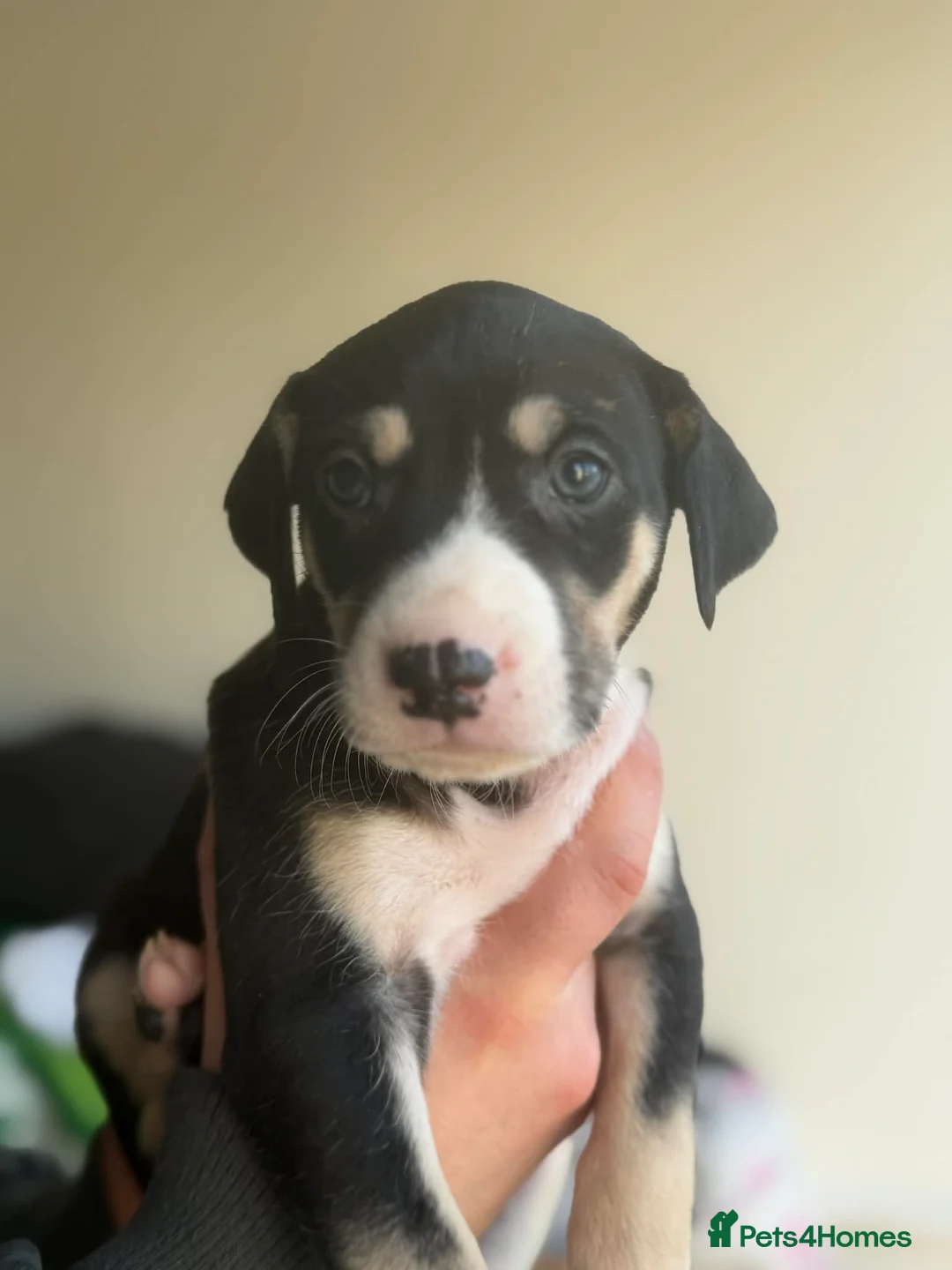 Mixed Breed dogs for sale: Puppy  - Advert 2