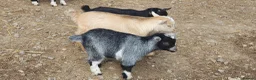 Goats livestock for sale: Lovely pygmy goats 🐐  - Advert 7