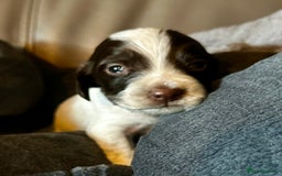 Cocker Spaniel dogs for sale: Working cocker spaniel puppies - Image 11