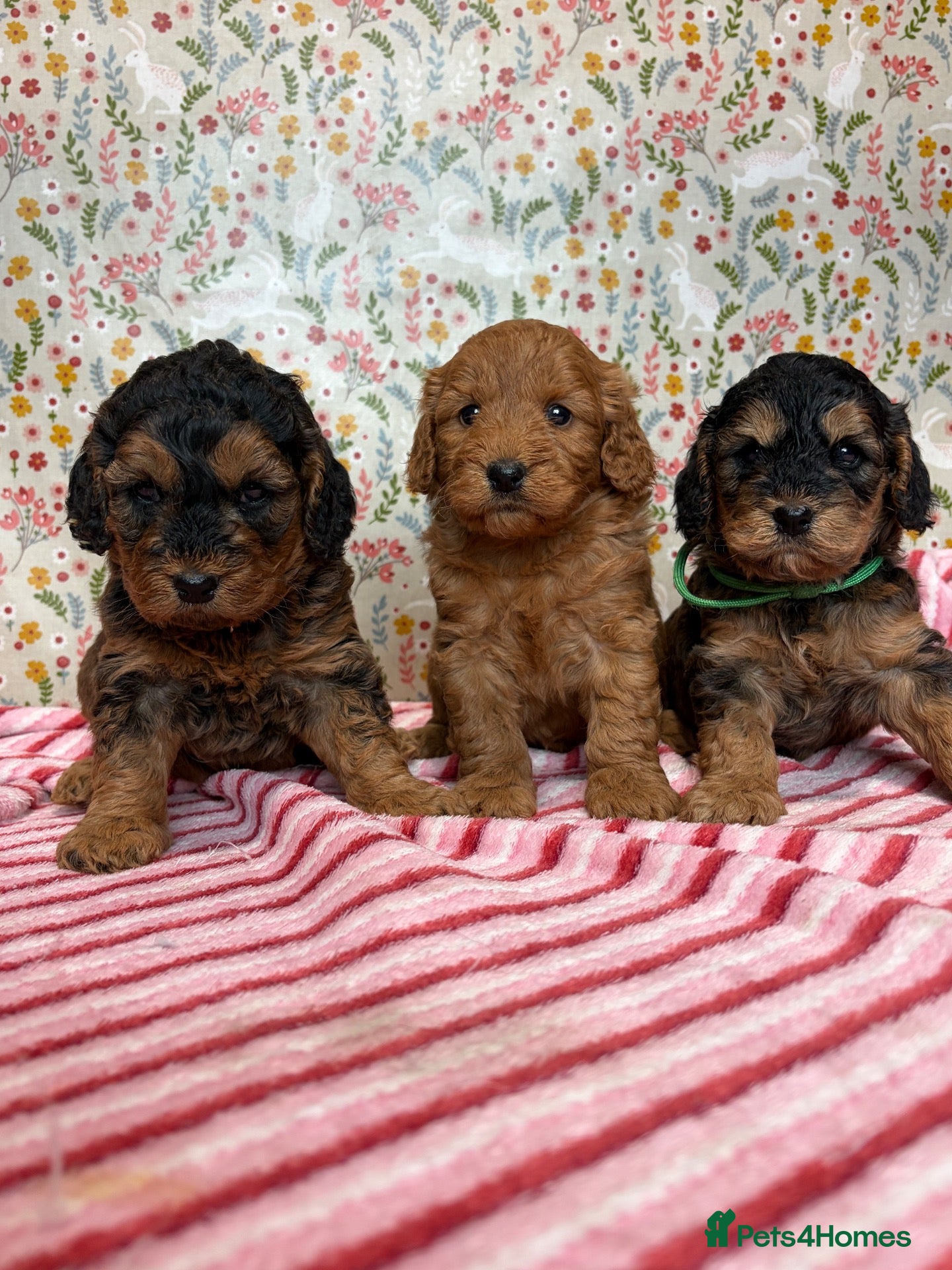 Cockapoo dogs Beautiful cockapoo puppies *licensed breeder* - Advert 1