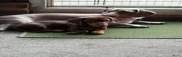 Miniature Dachshund dogs for sale: lovely playful puppy for sale  - Advert 9