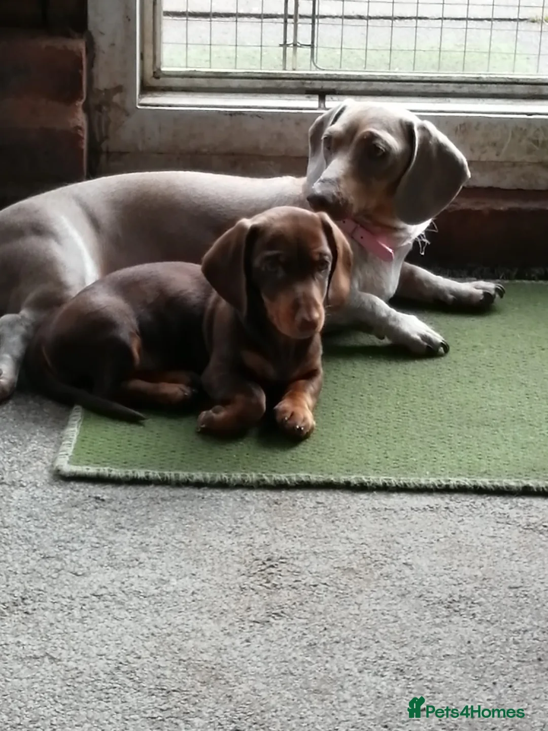 Miniature Dachshund dogs for sale: lovely playful puppy for sale  - Advert 9