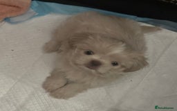 Shih Tzu dogs for sale: Lavender White Imperial Shih Tzu Puppies - Image 13