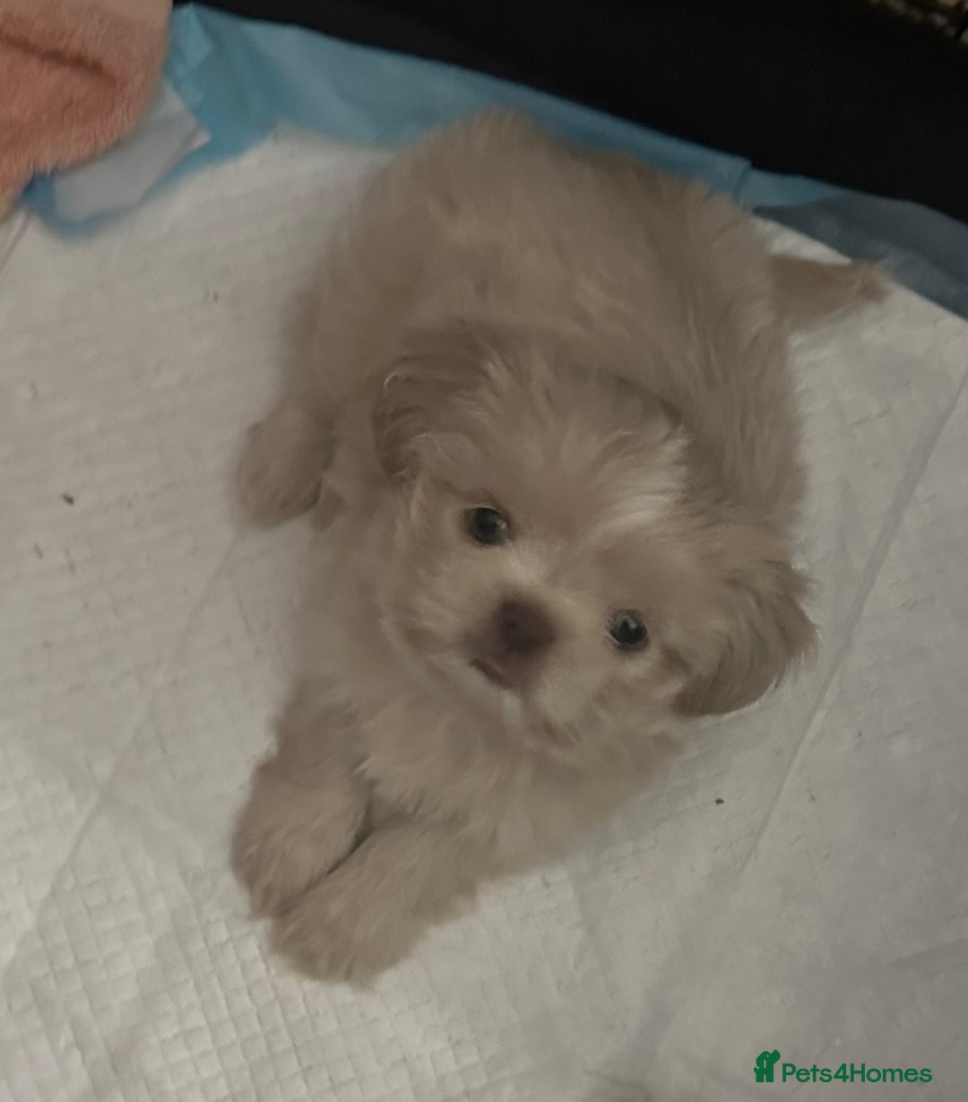 Shih Tzu dogs for sale: Lavender White Imperial Shih Tzu Puppies - Image 13