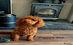 Cockapoo dogs for sale: F1 - Fox Red - Cockapoo puppies - Image 7