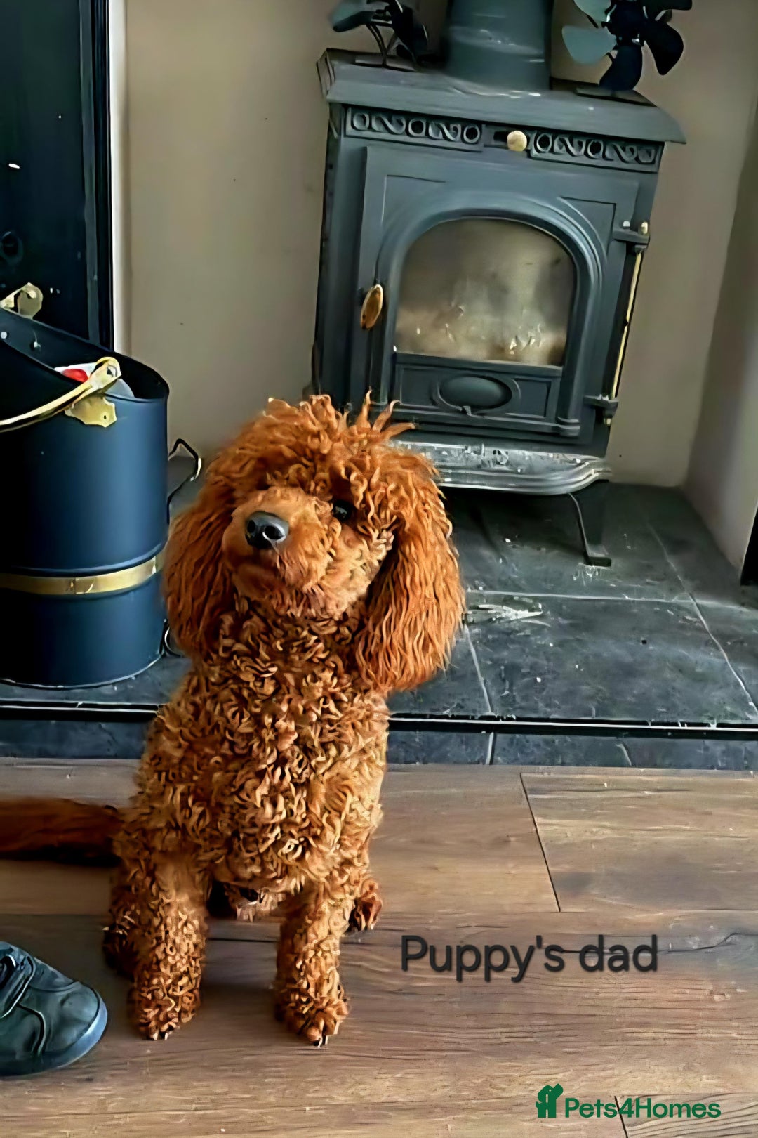 Cockapoo dogs for sale: F1 - Fox Red - Cockapoo puppies - Image 7