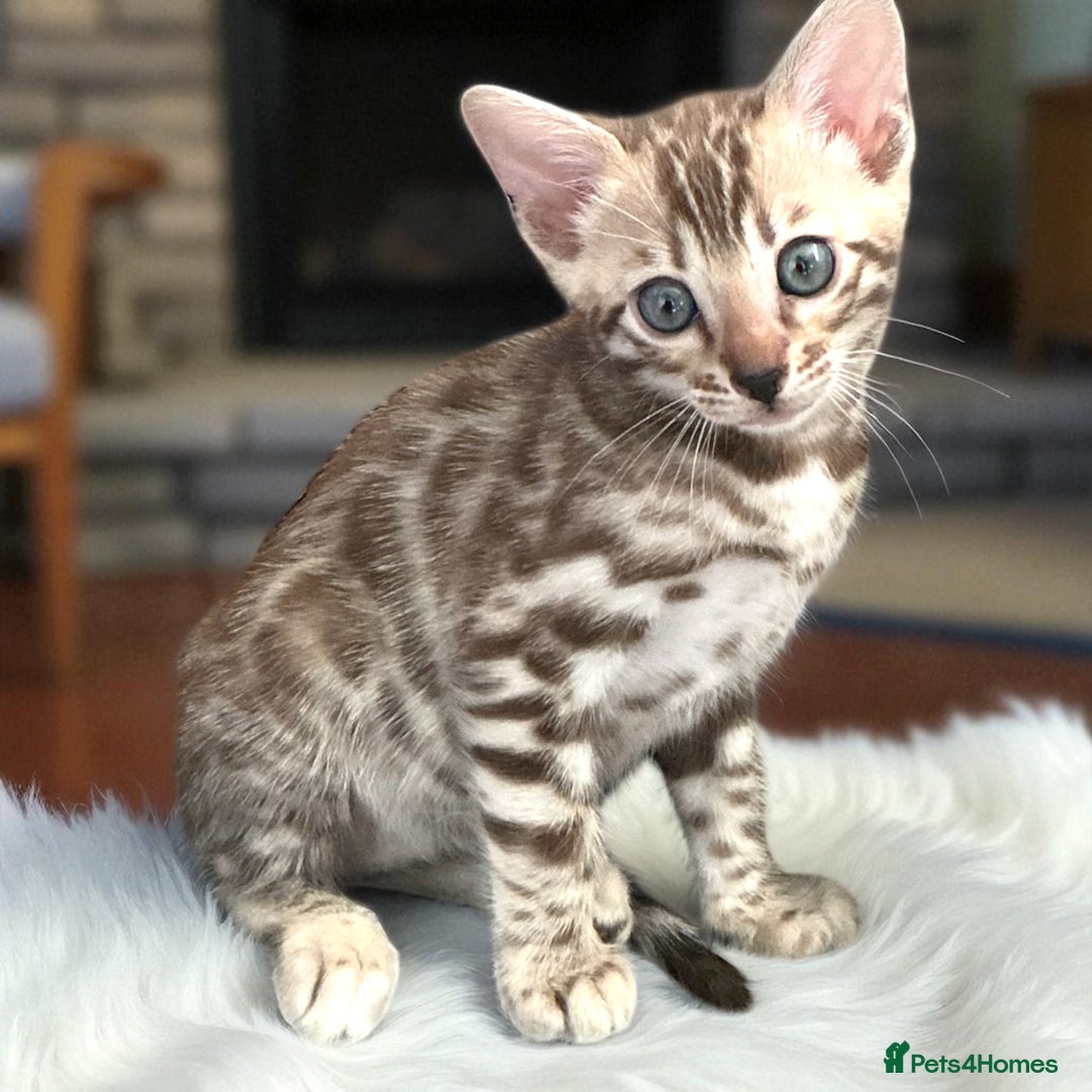 Bengal cats for sale: STUNNING TICA reg Bengal kittens ready to reserve - Image 40