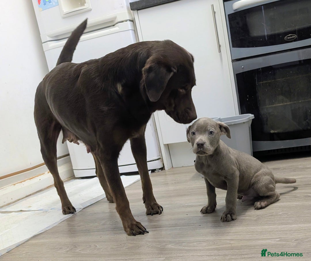 Mixed Breed dogs for sale: F1 MASTADOR PUPPIES  - Advert 5