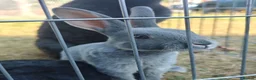 Rex rabbits for sale: Mini Rex Rabbits  - Advert 18