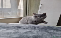 British Shorthair cats for sale: LAST Blue Female BSH Ready To Go Now GCCF Pedigree - Advert 2